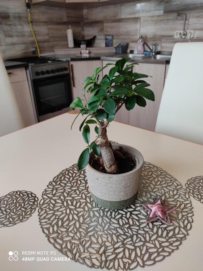 Fox Apartament *